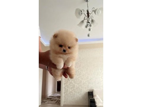 Teacup prenses mini boy pomeranian