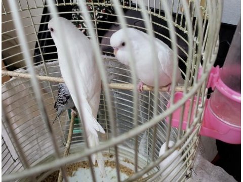Albino muhabbet kuşu yavruları