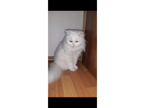 İran chinchilla 4 yaşında