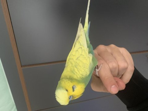 Jumbo erkek muhabbet kuşu