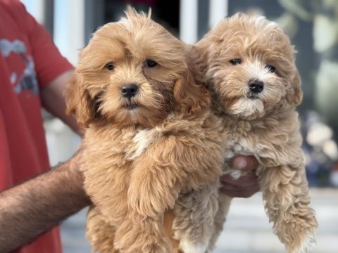 Petmode köpek çiftliğinden maltipoo yavrularımız