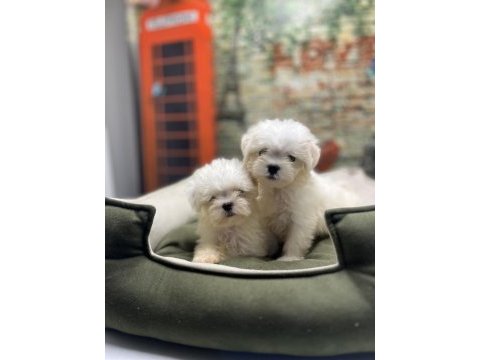 Kar beyaz maltese terrier yavrularımız @petclubadanaa