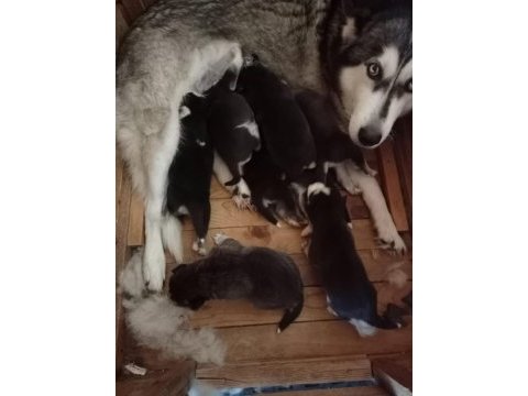 Husky yavrularım yeni ailesini bekliyor