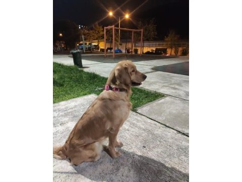 Ücretsiz golden retriever sahiplendirme