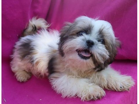 Shih tzu dişi yavru pamuk şeker