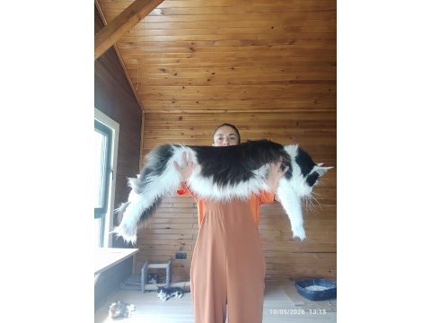 Tüm aşı ve belgeler ile eksiksiz kayıtlı şecereli maine coon