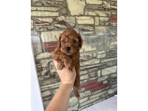 Dunya tatlısı poodle mınıklerımız