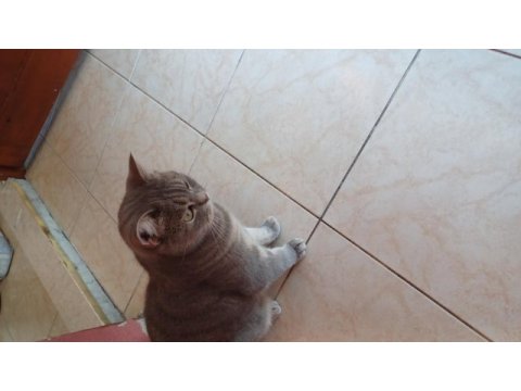 Isparta merkezde british shorthair