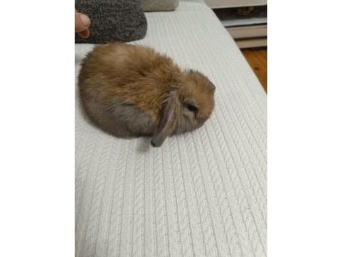 Hollanda lop cüce tavşanlarımız