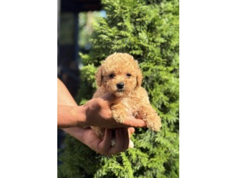 Biblo maltipoo erkek