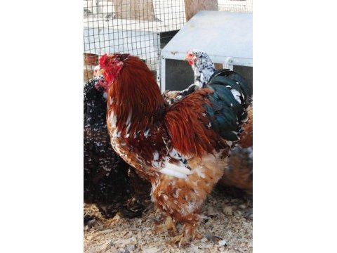 Blue porselen brahma kuluçkalık yumurta & civciv