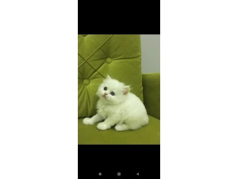 British longhair kız kardeşler