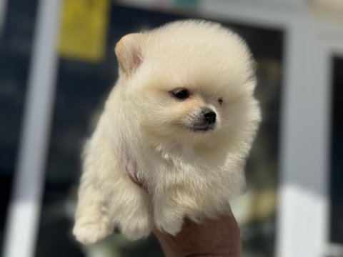 En güzel karbeyaz pomeranian boo yavrularımız