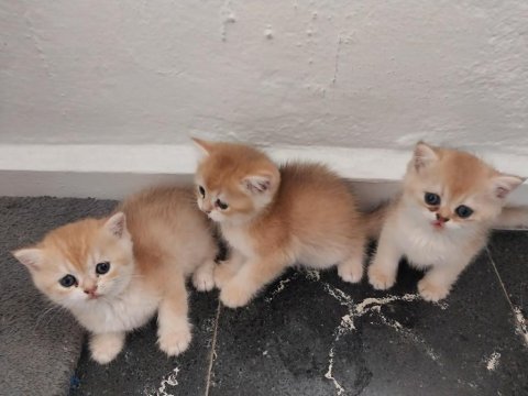 British longhair ve british gold ny11