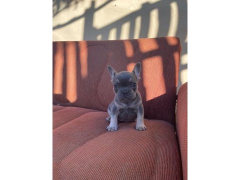 Blue-tan french bulldog puppy