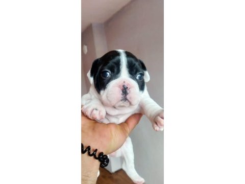 French bulldog köpekler