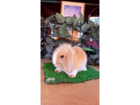 Hollanda lop ve cüce tavşanlar