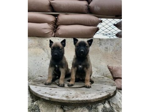 Eğitime hazır formunda belçika malinois (dişi)