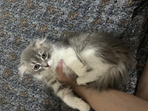 Scottish fold longhair yavru