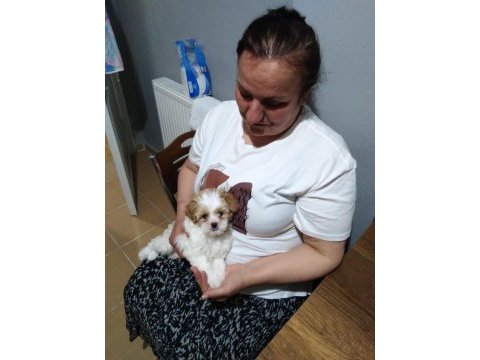 2 aylık sevimli oyuncu maltipoo ceku