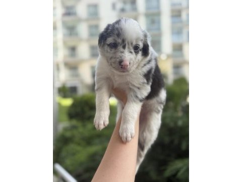 Zeki ve sevimli border collie yavrular