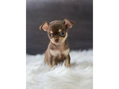 Elma kafa disi erkek chihuahua bebeklerimiz