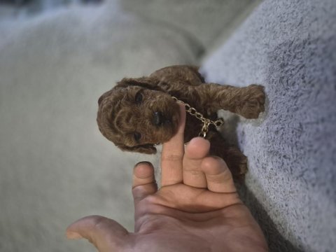 Toy poodle bebeğimiz