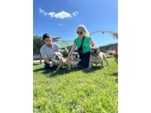 Orijinal ırk english bulldog yavrumuz