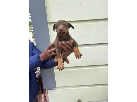 Kızıl doberman yavrularımız 