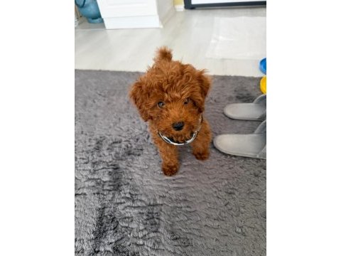 Bakımları tam malzemeleri ile birlikte bebek toy poodle