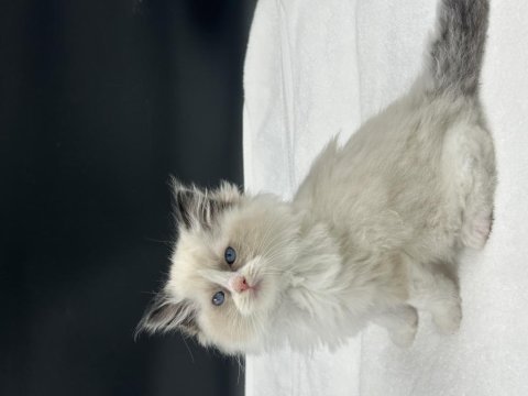 Safkan ragdoll bebekleri