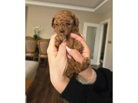 Yavru toy poodle