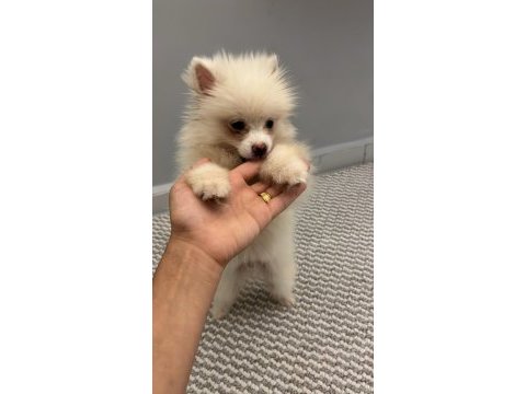 2 aylık pomerian