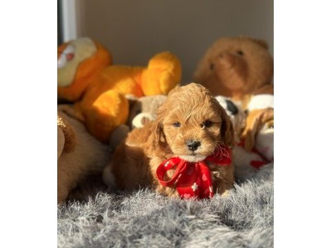Mini maltipoo yavrularımız
