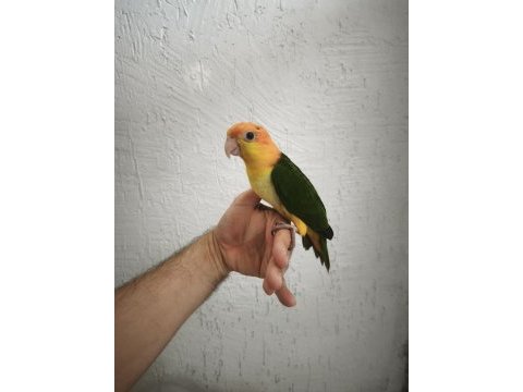 Full evcil caique bebekler