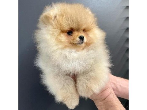 Teddy bear pomeranian yavruları
