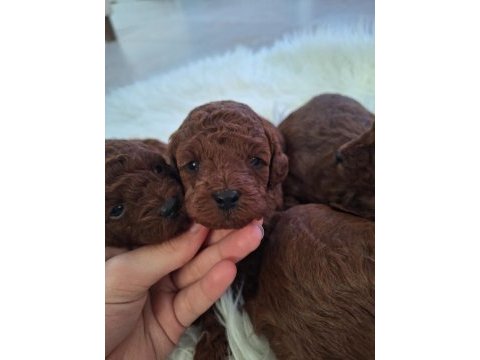 Toy poodle yavrularımız yeni yuvasını arıyor