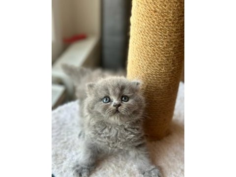 Scottish fold long hair yavrularım