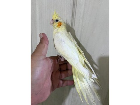 53 günlük evcil lutino bebek sultan papağanı