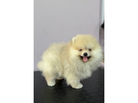 Orange pomeranian boo gülen yüz