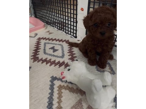 Teacup poodle dişi yavru