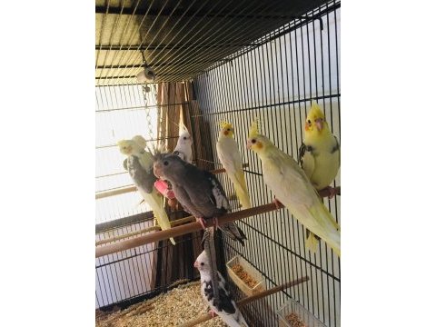 Yeni yeme düşen yavrular sultan papağanı