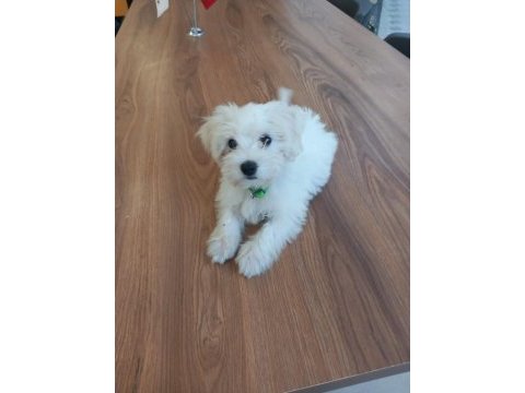 Bir buçuk aylık maltese terrier