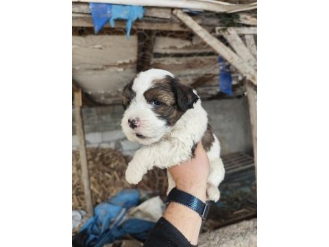 Maltese terrier yavrular