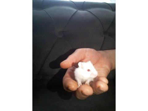 Hamster gonzales suriye anaç ve yavrular