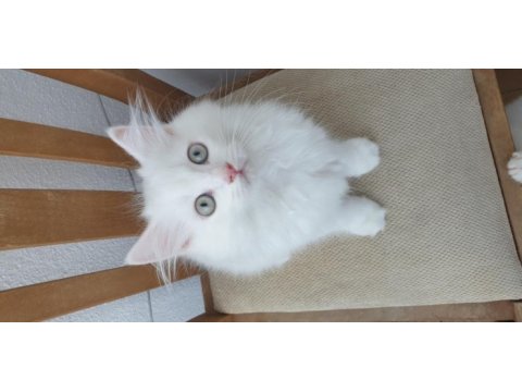 British longhair pendik beyaz