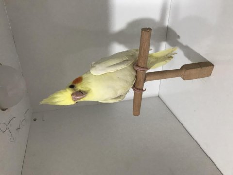 Lutino erkek sultan papağanı