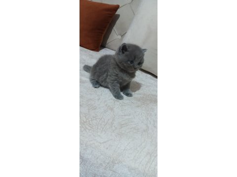 British shorthair kedisi yavrular