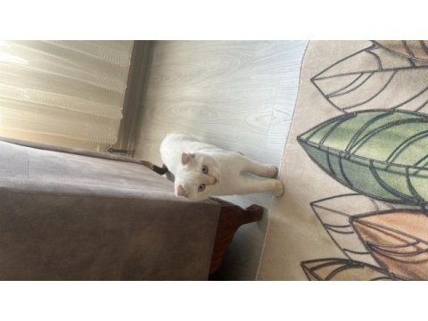 Beyaz erkek scottish fold 9 aylık