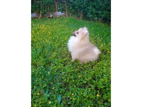 1 erkek 2 dişi pomeranian boo yavrular